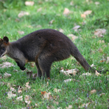 Swamp Wallaby 12. 4. 2017